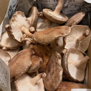 デカたけし🍄🟫